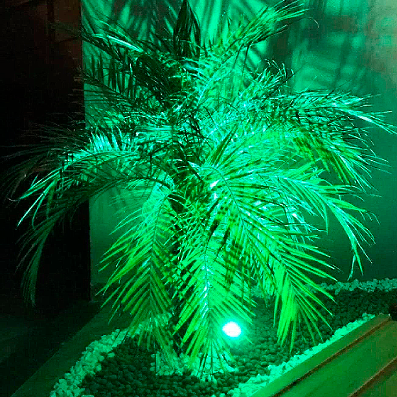 ex lamp verde jardim